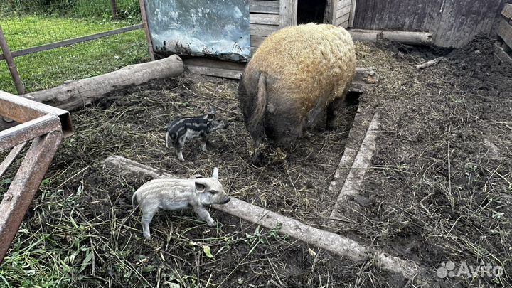 Венгерская мангалица