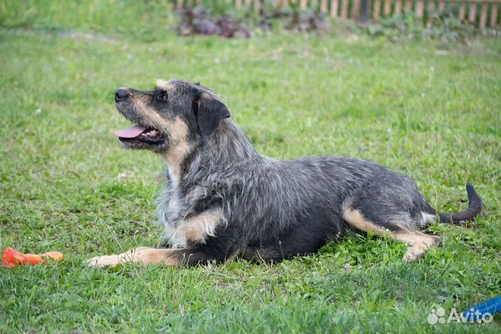 Собака в добрые руки