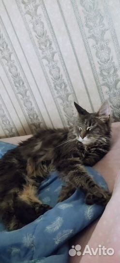 Вязка кошки мейн-кун