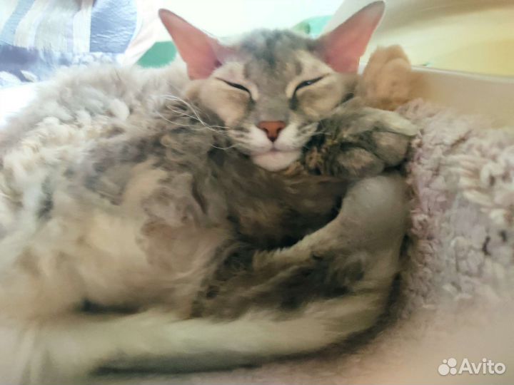 Кошки