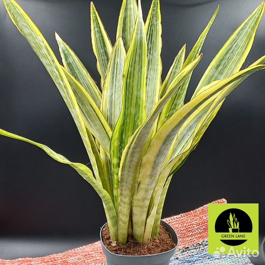 Сортовые сансевиерии от Green Lane