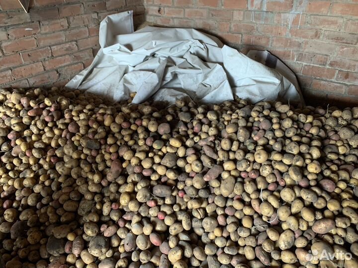 Картофель деревенский