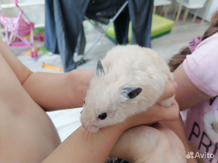 Сирийский хомяк мальчик