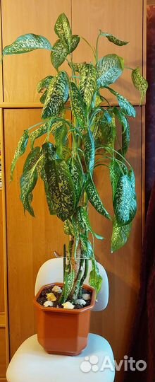 Большое комнатное дерево Диффенбахия