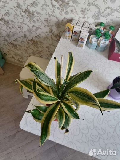 Сансевиерия Twister Sister