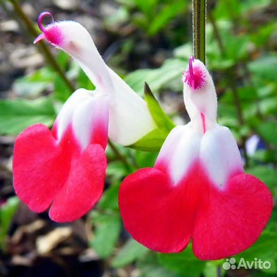 Шалфей дубравный