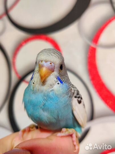 Волнистый попугай птенцы малыши