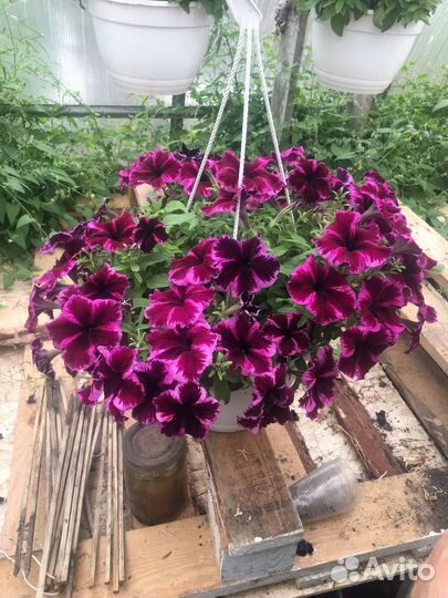 Кашпо петуния гибридная