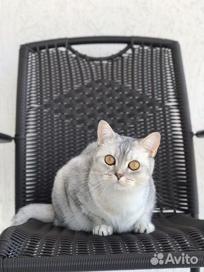 Кошка британская шиншилла