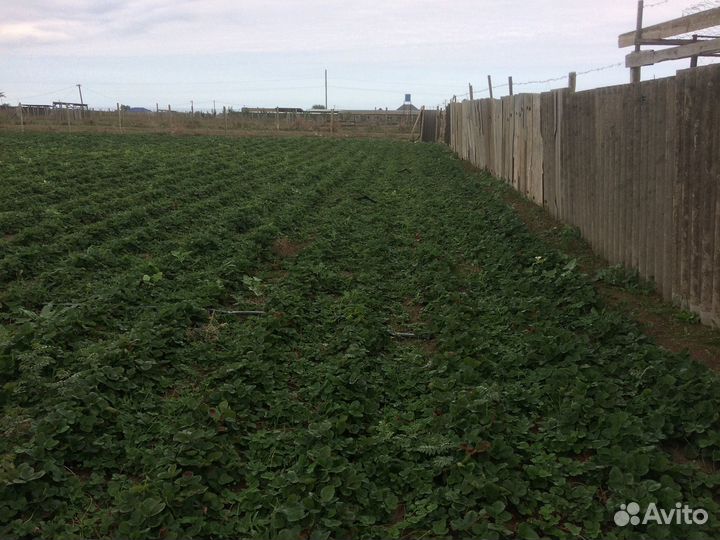 Рассада клубники азия