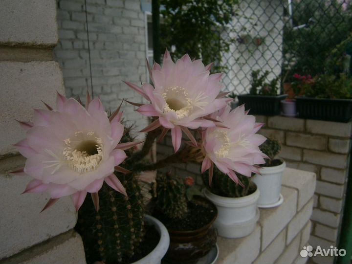 Комнатные растения