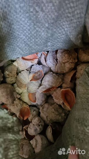 Морские ракушки