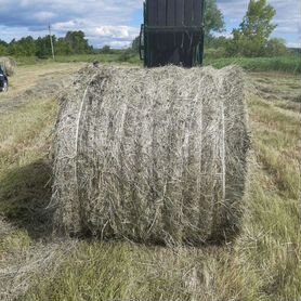 Сено кроликам, козам