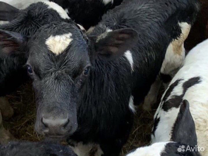 Бычки и телята