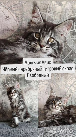 Котята Мейн-кун из питомника