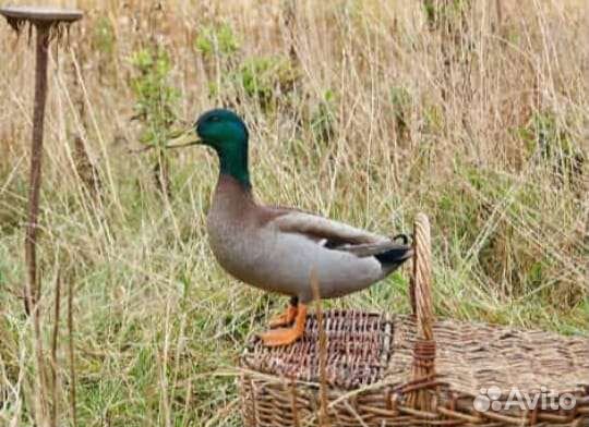 Дикие утята