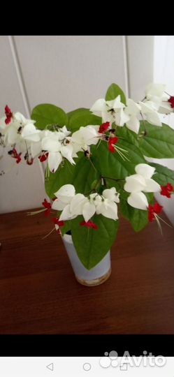 Клеродендрум госпожи Томпсон