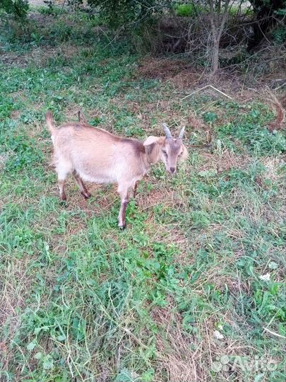 Козы и козел