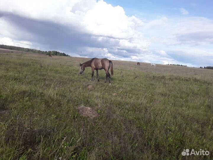 Продам жеребенка