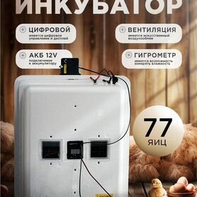 Несушка 77