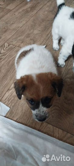 Щенок в добрые руки бесплатно