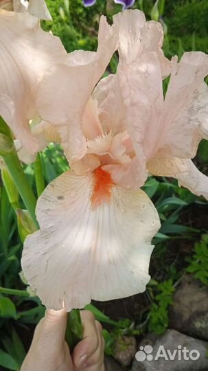 Ирисы бородатые сортовые