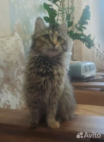 Кошка Кассия
