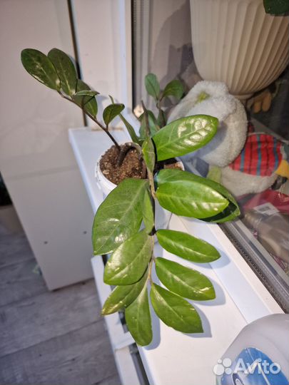 Замиокулькас