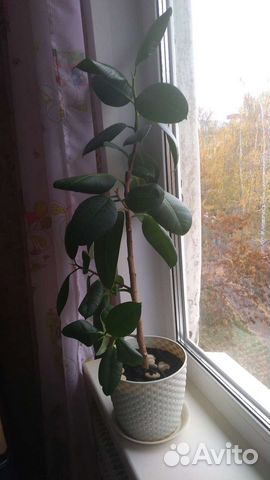 Фикус с горшком