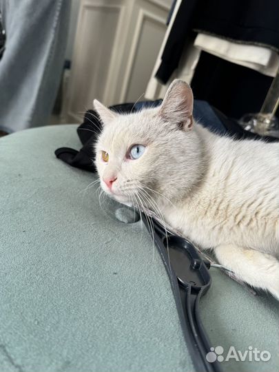 Коты в добрые руки