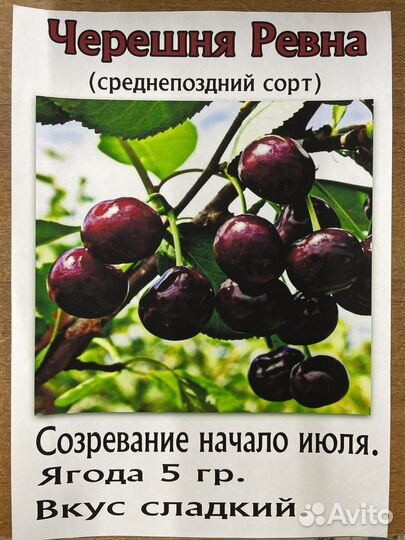 Саженцы плодовых деревьев