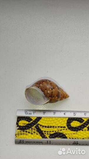 Морская раковина Phasianella australis 45мм