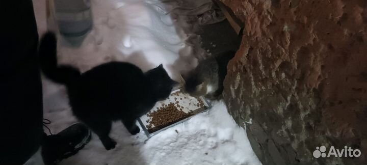 Две бездомные кошки