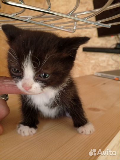 Котенок девочка бесплатно