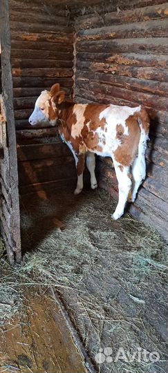 2ве тёлочки