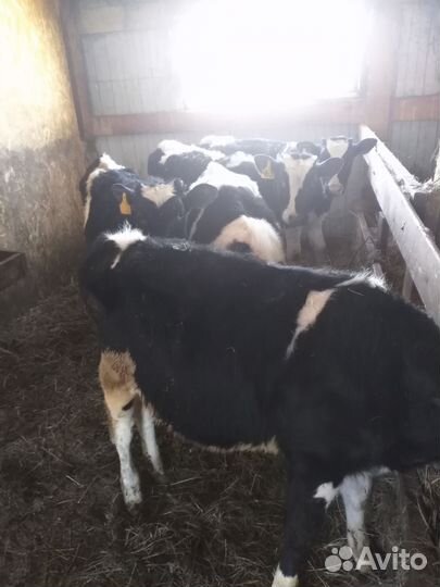 Телята бычки