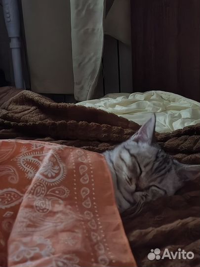 Кошка помесь британской в добрые руки