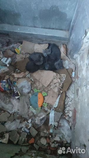 Котята в добрые руки бесплатно