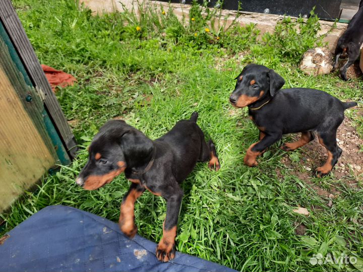 Щенки добермана девочки