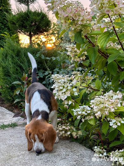 Бигль Продаеться