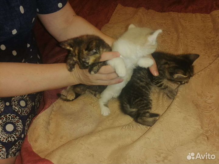 Котята в добрые руки бесплатно