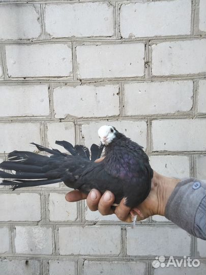 Продаются голуби