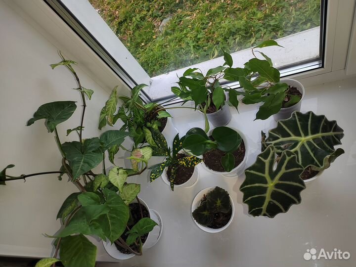Продам цветы комнатные