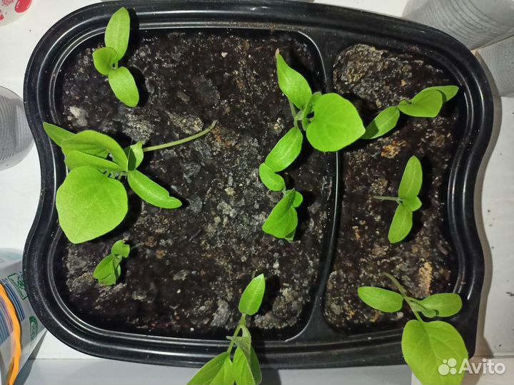 Рассада баклажан и перца