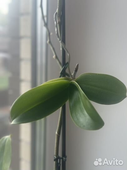 Орхидея фаленопсис белая