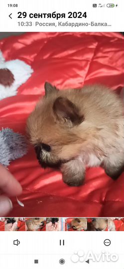 Щеночек русской салонной собачки