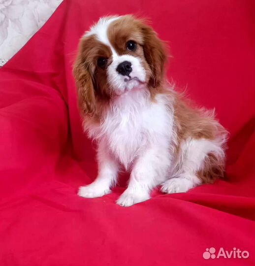 Кавалер Кинг Чарльз спаниель мальчик