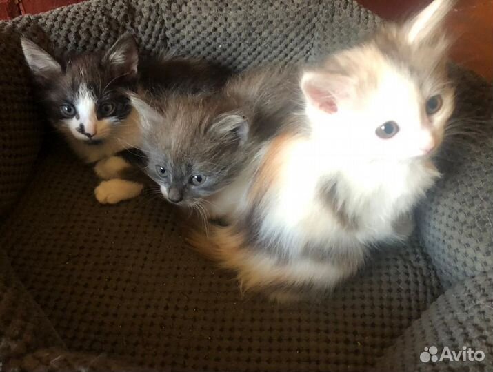Котята в добрые руки