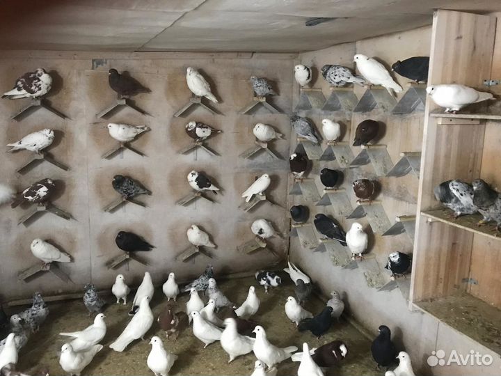 Голуби Бойные Бакинские