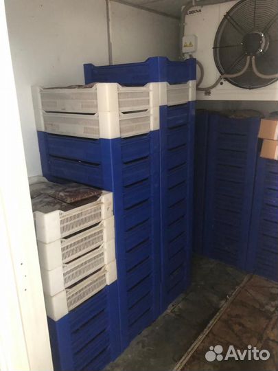 Рачок Артемии замороженный